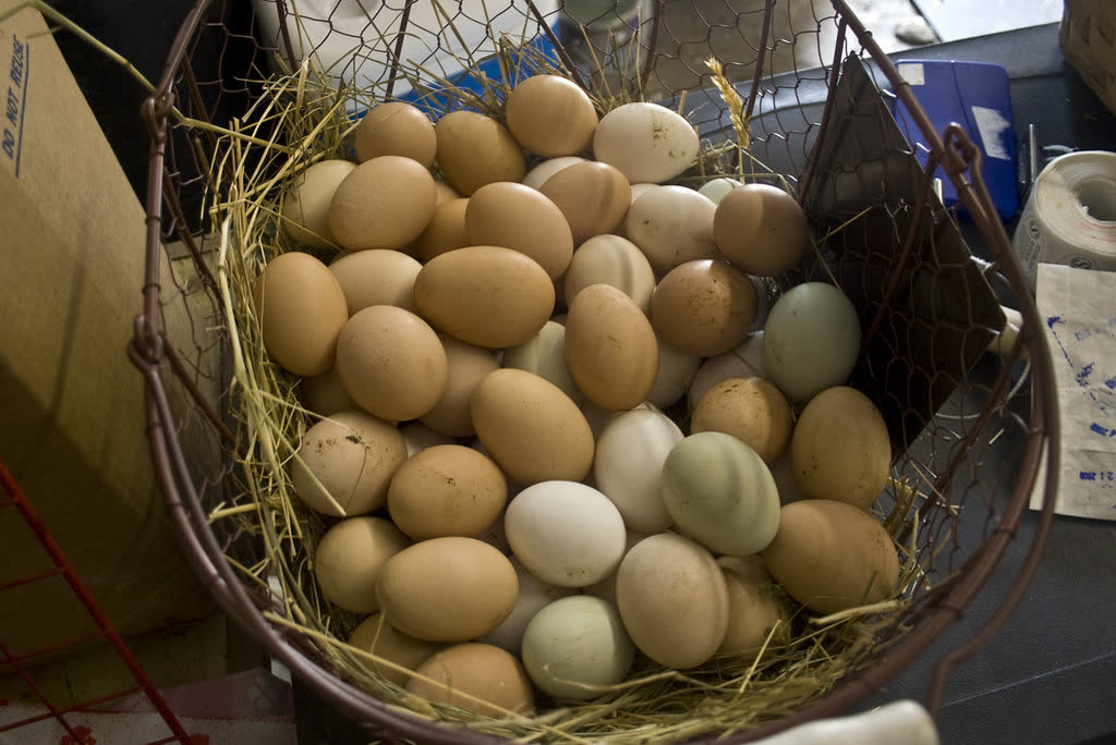 Panier d’œufs posé dans un poulailler