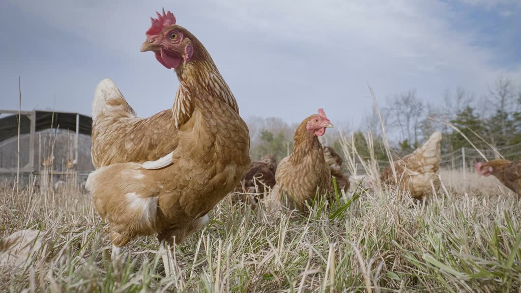 Poules en extérieur dans un parcours ouvert
